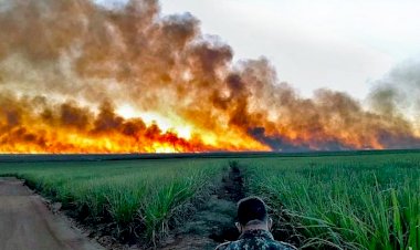 Gado, carvão, cana e soja estão por trás do desmatamento milionário no Pantanal