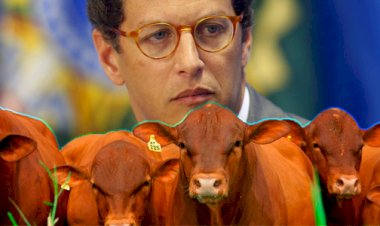 PF faz megaoperação contra o Ministério do Meio Ambiente por exportação ilegal de madeira!