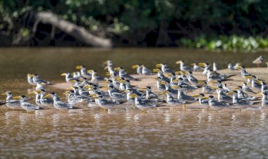 LIVRE DA SOJA, PANTANAL ESTÁ AMEAÇADO POR AGROTÓXICOS QUE CHEGAM PELOS RIOS