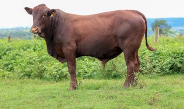 Entenda a queda de braço da carne bovina com o mercado chinês e por que ela ainda não terminou