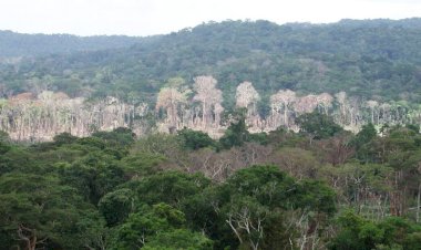 Fazendeiros jogam agrotóxico sobre Amazônia para acelerar desmatamento