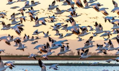 Aves de destruição maciça, nova arma do Pentágono