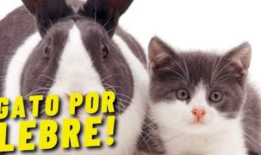 O carro velho vendido por site inconfiável