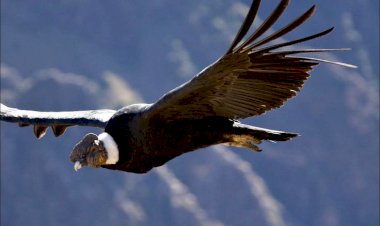 A NOITE EM QUE O CONDOR POUSOU EM FOZ DO IGUAÇU – ALUÍZIO PALMAR