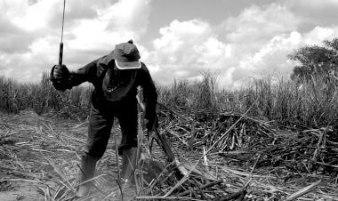 DPU quer que STF mande Congresso regulamentar expropriação em caso de trabalho escravo