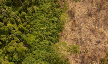 Como empresa dos EUA e “gigante do açúcar” brasileira criaram o maior esquema de compra de terra ilegal