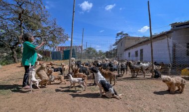 Belo Horizonte tem população de 48 mil animais de rua