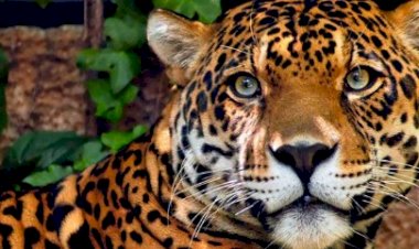 Onças-pintadas estão sendo 'expulsas' da Mata Atlântica pela ação humana, mostra estudo