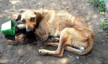 Nova lei do DF proíbe tratamento de animais como “coisas”. Entenda