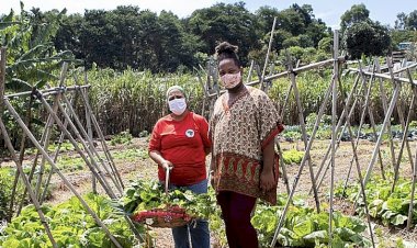 O governo e a inflação de alimentos