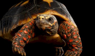 Xadrez do jabuti da AGU na negociação da Eletrobras, por Luís Nassif