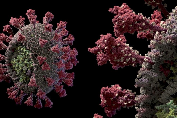 Imunidade ao coronavírus pode ser maior do que a prevista, aponta pesquisa