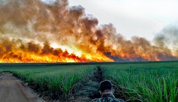 Gado, carvão, cana e soja estão por trás do desmatamento milionário no Pantanal