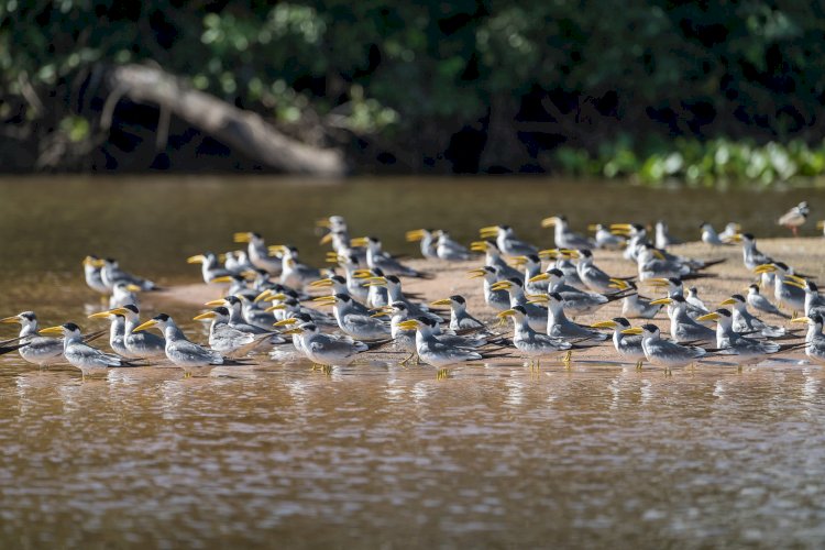 LIVRE DA SOJA, PANTANAL ESTÁ AMEAÇADO POR AGROTÓXICOS QUE CHEGAM PELOS RIOS