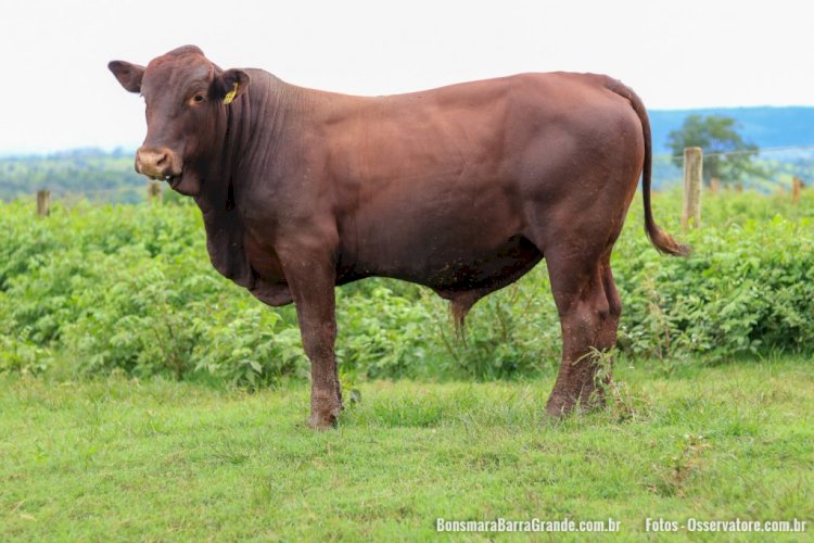 Entenda a queda de braço da carne bovina com o mercado chinês e por que ela ainda não terminou