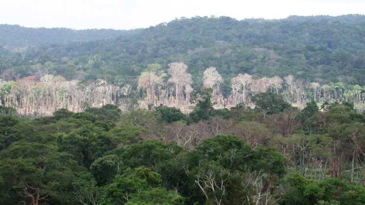 Fazendeiros jogam agrotóxico sobre Amazônia para acelerar desmatamento