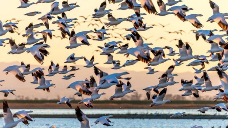 Aves de destruição maciça, nova arma do Pentágono