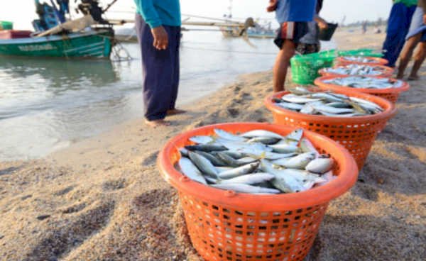 Fiocruz avisou governo Bolsonaro sobre peixes contaminados por mercúrio