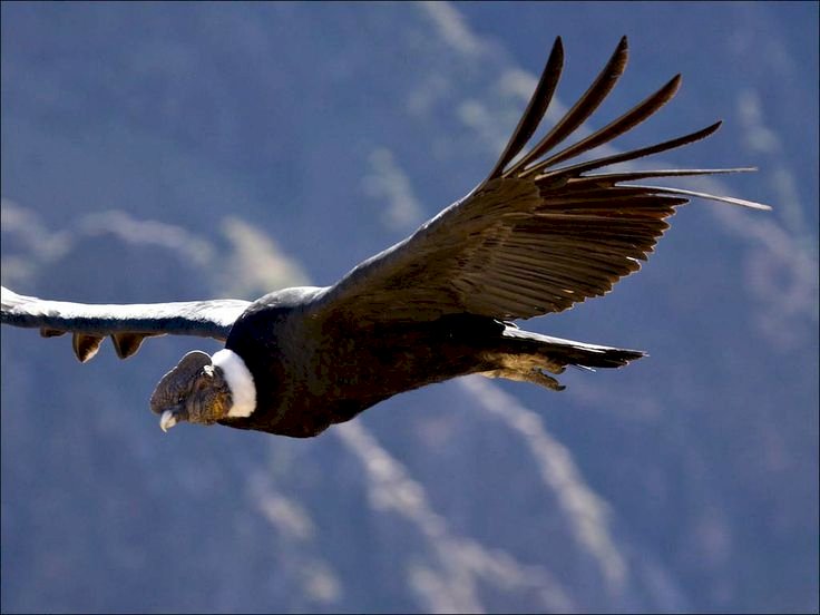 A NOITE EM QUE O CONDOR POUSOU EM FOZ DO IGUAÇU – ALUÍZIO PALMAR