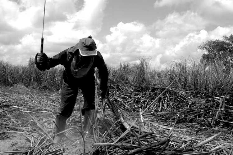 DPU quer que STF mande Congresso regulamentar expropriação em caso de trabalho escravo