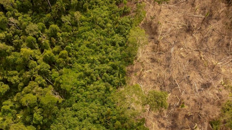 Como empresa dos EUA e “gigante do açúcar” brasileira criaram o maior esquema de compra de terra ilegal