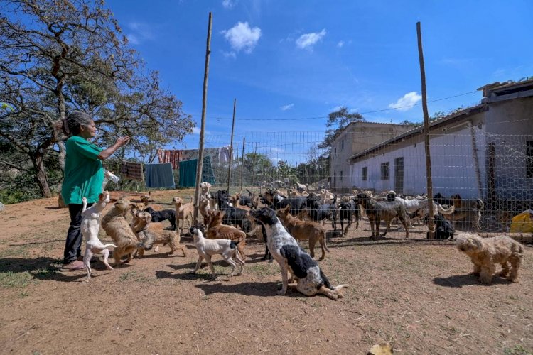 Belo Horizonte tem população de 48 mil animais de rua