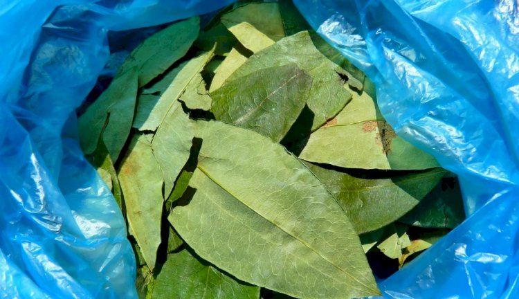 Cultivo da folha de coca chega perto dos EUA, o maior consumidor mundial