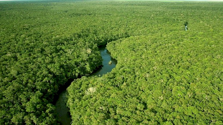Desmatamento cai 73% em áreas protegidas da Amazônia, melhor resultado em nove anos