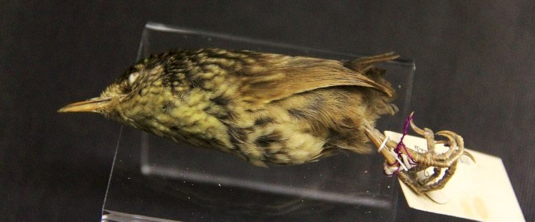 “Como uma única gata causou a extinção de uma espécie inteira do planeta Terra”